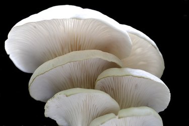 Mushrooms Growing in My Bathroom