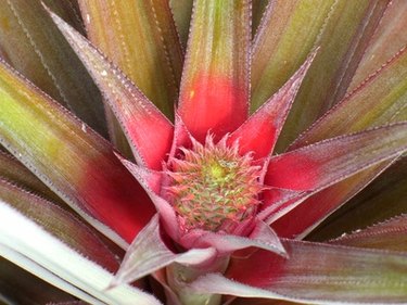 plant that looks like a pineapple