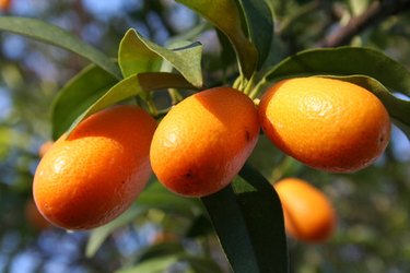 Citrus Tree