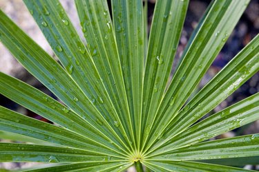palm plant