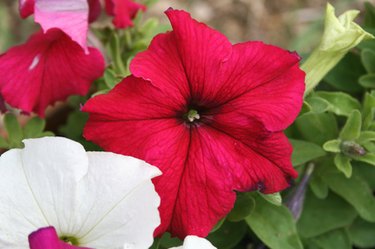 petunias bugs hunker petunia dazzling