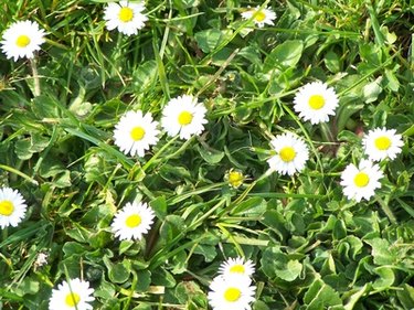 Description of Daisy Flowers | Hunker