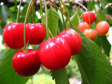 Royal Ann Cherry Tree For Sale Online