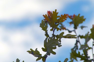 burning red oak