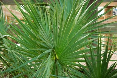 cataractarum palm