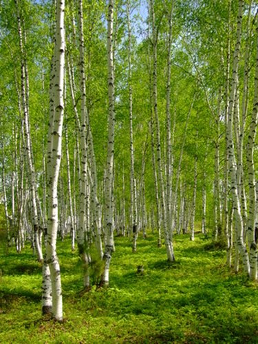 birch trees bark gardening essay