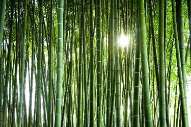 Running Bamboo