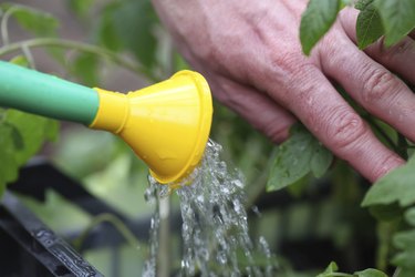 Watering tomato seedlings