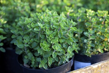 oregano