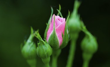 Young Pink Rose flower in garden