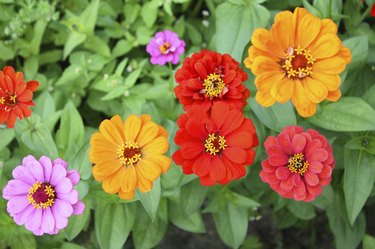 Zinnia flowers