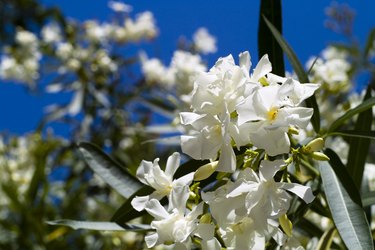 Oleander in flowering