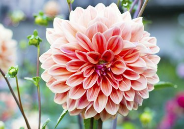 Dahlia flower growing in the garden.