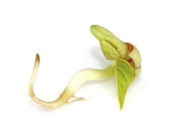 bean sprouts