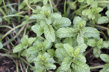 Kitchen Mint or Marsh Mint.