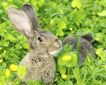 Gray rabbit lay on the grass