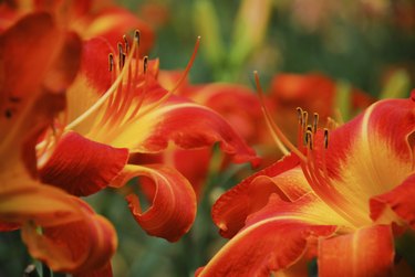 Daylily