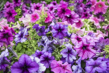 Colorful Cluster of Petunias