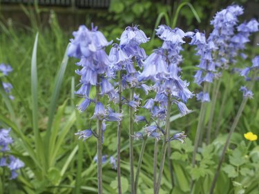 Mertensia virginica flower