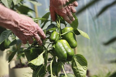 senior farmer examining green pepper bush with peppers