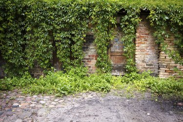 Old wall with ivy plant