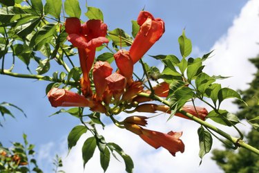 Trumpet flower