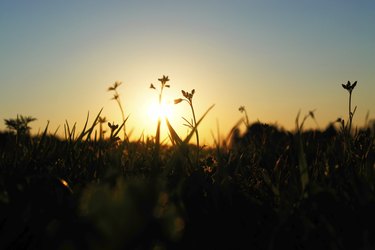 green grassland on sunset