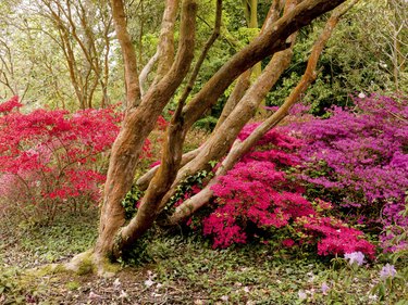 Exbury gardens