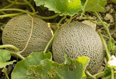 two cantaloupes