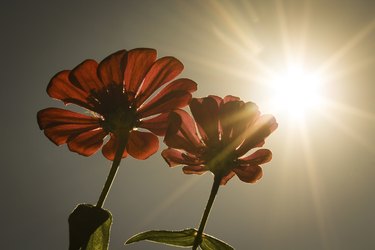 Bright Sun Flowers