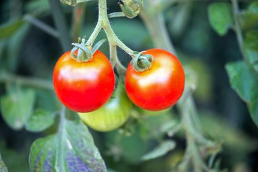 Tomato plant