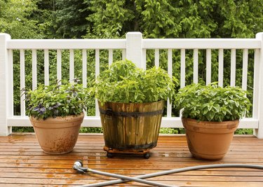 Large Pots filled with Herbs on Cedar Deck