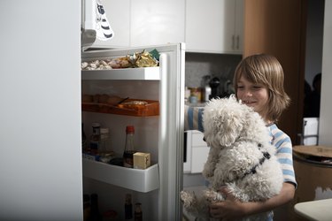 boy and pet dog look in refrigerator