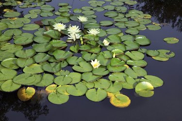 Water lilies