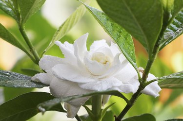 Wet Gardenia