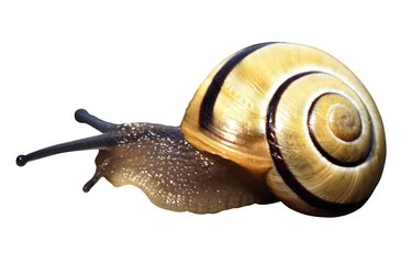 Snail against white background, close-up