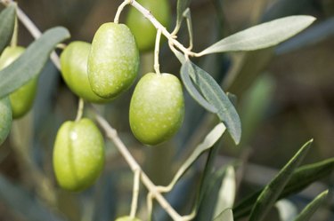 Olives on a tree