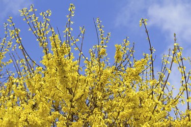Blooming Forsythia