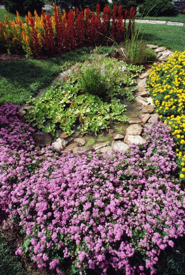 the-best-groundcover-for-full-sun-and-clay-soil-hunker