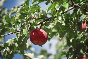 Apple on tree branch