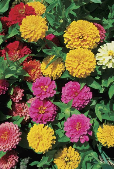 Close-up of Zinnias flowers, Georgia, USA