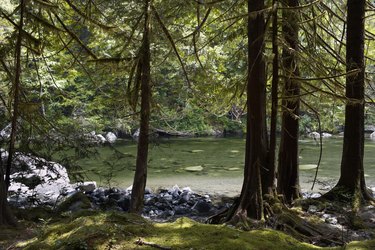 River viewed through forest. 