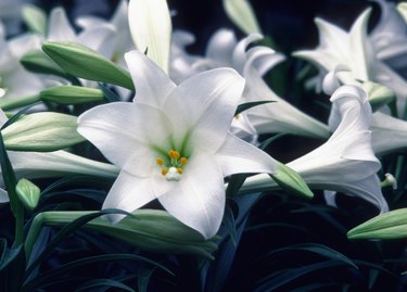 Close-up of Easter Lily flowers