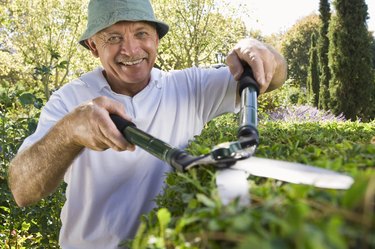 Man trimming hedges with shears