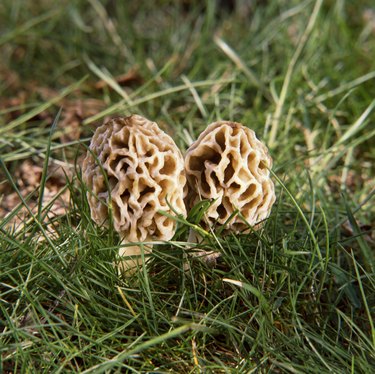 Morel mushrooms