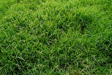 Can You Put Fertilizer & Grass Seed Down at the Same Time? | Hunker
