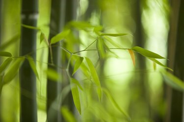 Bamboo leaves