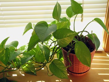 Sunny Window