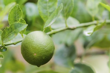 Green lime