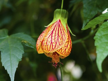 Abutilon hybridum CHINESE LANTERN hanging colorful flowers